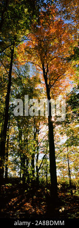 Low angle view of trees in a forest at Carpenter Falls, Finger Lakes, New York State, USA Stock Photo