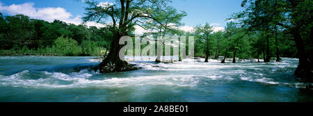 Bald Cypress trees in a river (Taxodium distichum), Guadalupe River, Gruene, Comal County, Texas, USA Stock Photo