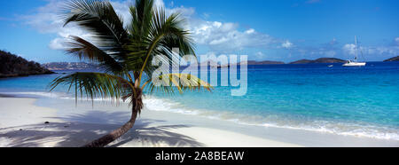 Palm tree on the beach, Salomon Beach, Virgin Islands National Park, St. John, US Virgin Islands Stock Photo