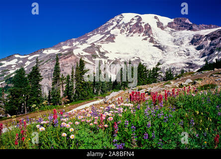 Summer wildflowers bloom in Paradise Park below Mt Rainier, Mt Rainier National Park, Washington State, USA Stock Photo