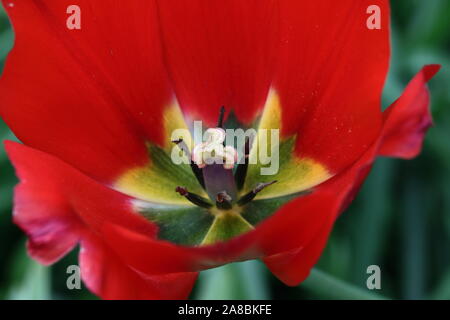 Tulips (Tulipa) form a genus of spring-blooming perennial herbaceous bulbiferous geophytes (having bulbs as storage organs). Stock Photo