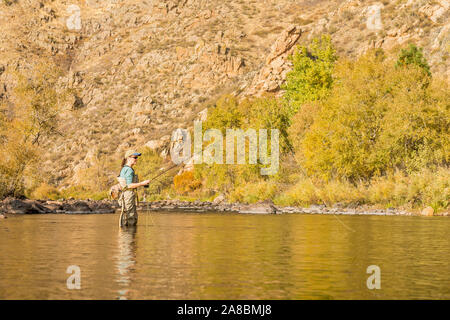 A woman fly fishes on the Poudre River on a sunny fall afternoon. Stock Photo