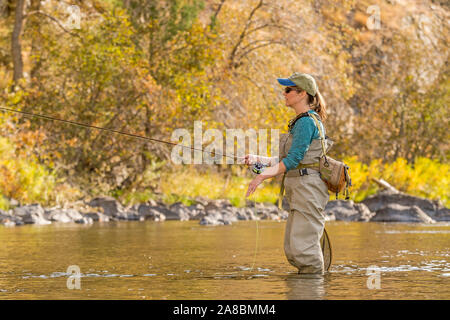 A woman fly fishes on the Poudre River on a sunny fall afternoon. Stock Photo