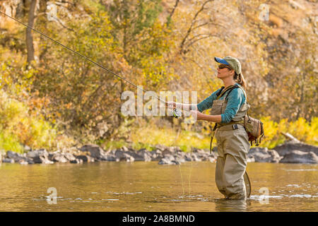 A woman fly fishes on the Poudre River on a sunny fall afternoon. Stock Photo