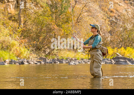 A woman fly fishes on the Poudre River on a sunny fall afternoon. Stock Photo