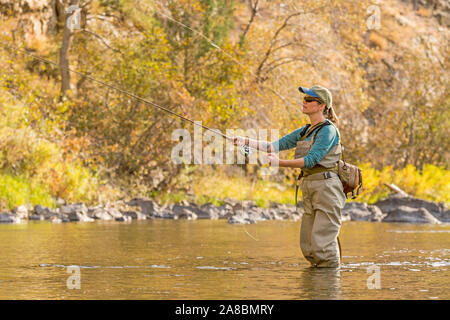 A woman fly fishes on the Poudre River on a sunny fall afternoon. Stock Photo