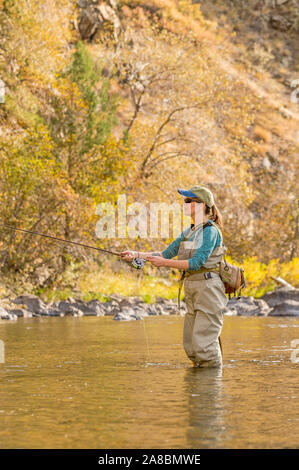 A woman fly fishes on the Poudre River on a sunny fall afternoon. Stock Photo