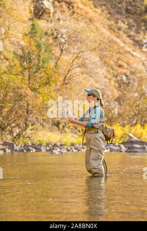 A woman fly fishes on the Poudre River on a sunny fall afternoon. Stock Photo