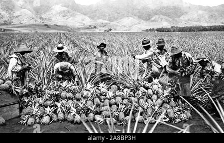 Scene on a pineapple plantation, with harvested pineapples, Hawaii 1910-1925 Stock Photo