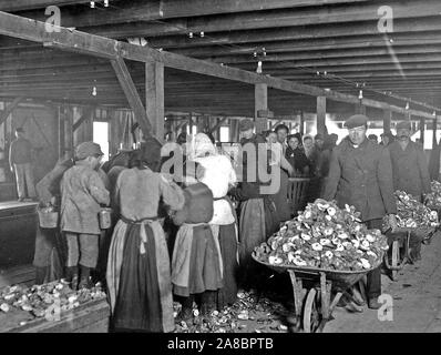 Shucking oysters in Alabama Canning Co. Small boy in left is Mike Murphy, ten years old, February 1911 Stock Photo