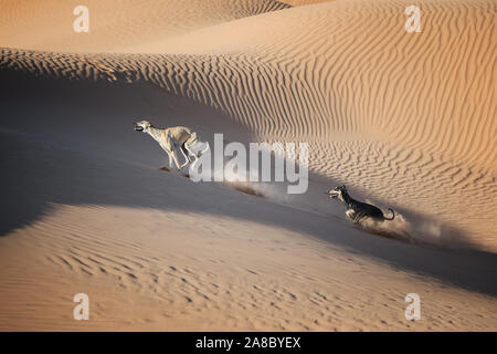 Two Sloughi dogs (Arabian greyhound) run in the sand dunes in the Sahara desert of Morocco. Stock Photo