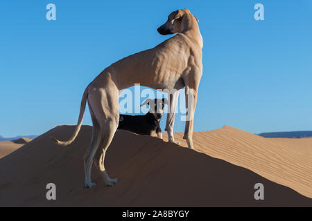 Two Sloughi dogs (Arabian greyhound) rest on top of a sand dune in the Sahara desert of Morocco. Stock Photo