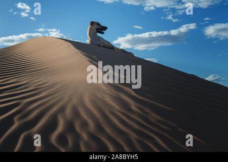 A Sloughi dog (Arabian greyhound) rests in the sand dunes in the Sahara desert of Morocco. Stock Photo