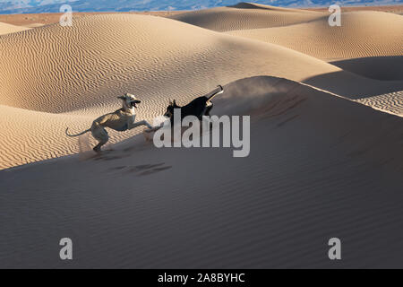 Two Sloughi dogs (Arabian greyhound) play in the sand dunes in the Sahara desert of Morocco. Stock Photo