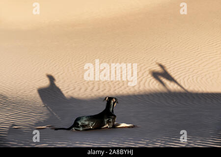 A young black Sloughi dog (Arabian greyhound) rests in the sand dunes in the Sahara desert of Morocco. Stock Photo