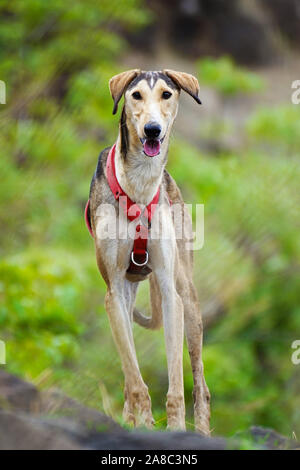 Pet dog with collar, Satara, Maharashtra Stock Photo