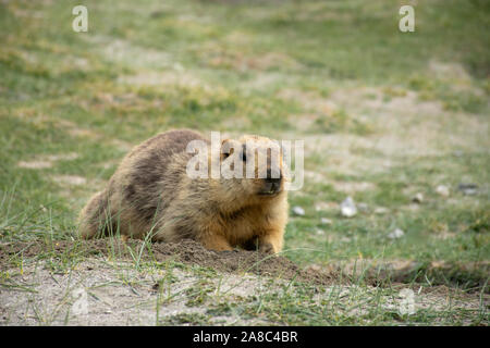 Himalayan marmot, Marmota himalayana, Leh Laddakh, India
