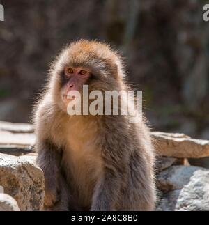 Japanese macaque (Macaca fuscata), Yamanouchi, Nagano Prefecture, Honshu Island, Japan Stock Photo