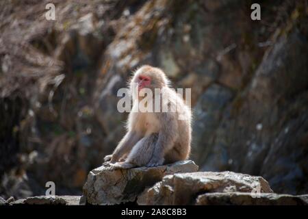 Japanese macaque (Macaca fuscata) sits on rocks, Yamanouchi, Nagano Prefecture, Honshu Island, Japan Stock Photo