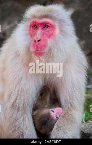 Japanese macaque (Macaca fuscata), mother keeps protective young animal, animal baby, animal portrait, wildlife, Yamanouchi, Nagano Prefecture Stock Photo