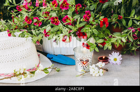 Lot of different pink blossom flowers in pots and different gardening tools on wood table, with green garden bush background. Summertime in garden con Stock Photo