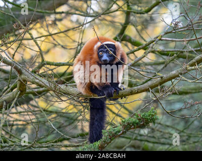 Red-ruffed lemur Varecia rubra in tree Captive portrait Stock Photo