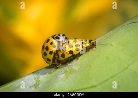 Two yellow 21-spot ladybugs mating on a green leaf outdoors with a yellow flower in the background. Stock Photo