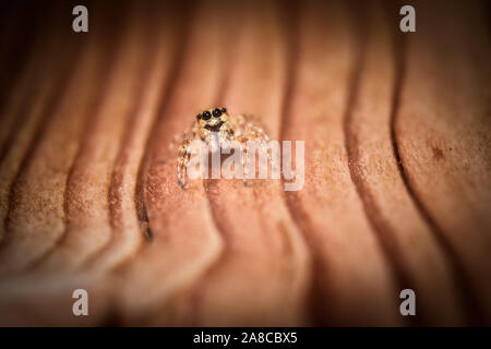 Macro shot of a tiny brown jumping spider looking at the camera, on a striped wood log surface outdoors. Stock Photo