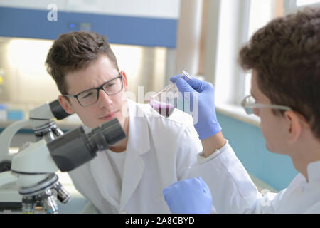 Two Young male Laboratory scientists working at lab with test tubes and microscope, test or research in clinical laboratory.Science, chemistry, biolog Stock Photo