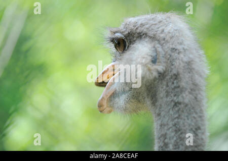 Ostrich in a park open beak with large eyes on green background Stock Photo