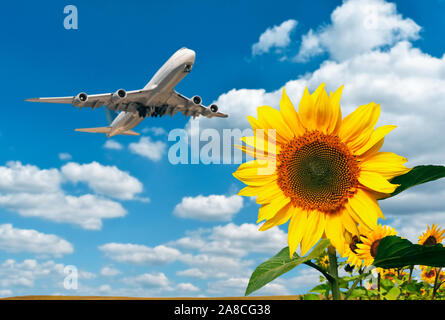 Sunflowers with blue sky, clouds and airplane in the background Stock Photo