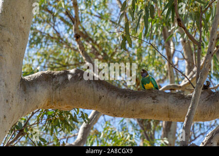 on the branch of a tree sits a green parrot Stock Photo