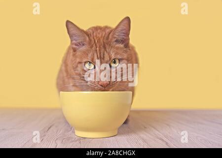 Ginger cat beside a yellow food bowl looking up and waiting for Food. Stock Photo