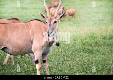 group of elands antelopes eating in a green prairie - wildlife concept Stock Photo