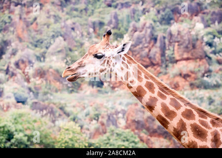 portrait of an adult giraffe very camouflaged with the environment - concept wildlife Stock Photo