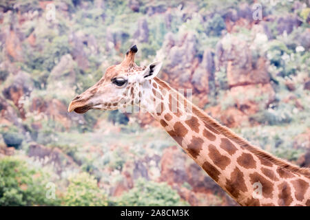 portrait of an adult giraffe very camouflaged with the environment - concept wildlife Stock Photo