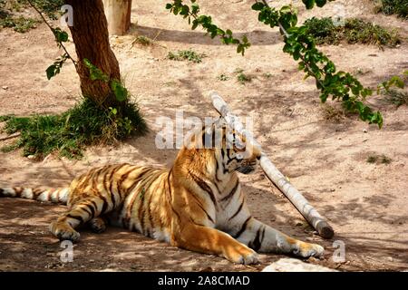 one strong tiger on the ground Stock Photo