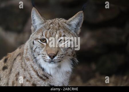 Male Carpathian Lynx, Dakota (Lynx lynx carpathicus) Stock Photo