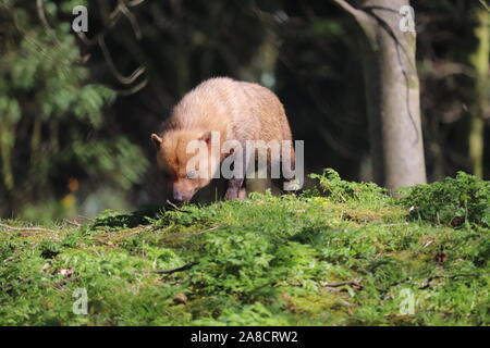 Female Bush Dog (Speothos venaticus)