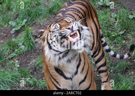 Male Sumatran Tiger, Joao (Panthera tigris sumatrae) Stock Photo