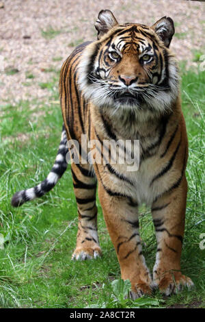 Female Sumatran Tiger, Daseep (Panthera tigris sumatrae) Stock Photo