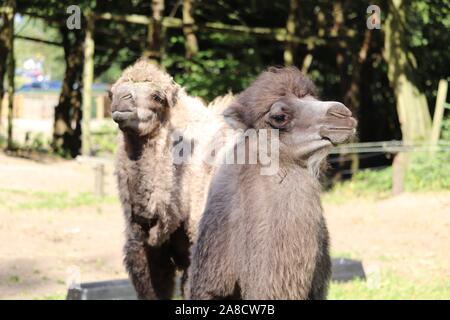 Bactrian Camel Calves, Delilah & Oakley (Camelus bactrianus) Stock Photo