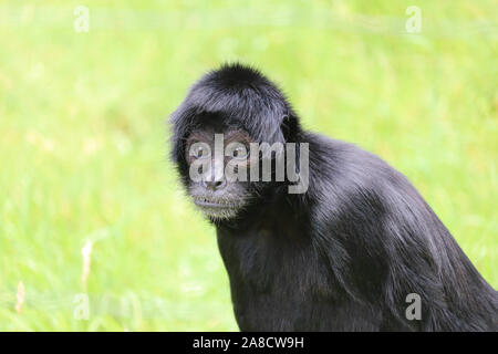 Female Colombian Spider Monkey, Evita (Ateles fusciceps rufiventris) Stock Photo