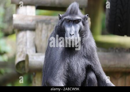 Male Sulawesi Crested Macaque, Simon (Macaca nigra) Stock Photo