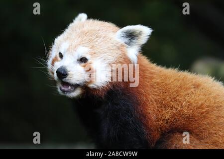 Female Red Panda, Yasmin (Ailurus fulgens) Stock Photo