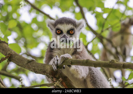 Male Ring-Tailed Lemur (Lemur catta) Stock Photo