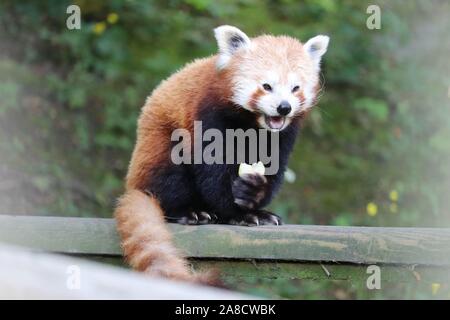 Female Red Panda, Yasmin, eating a banana (Ailurus fulgens) Stock Photo