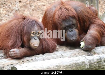 Female Bornean Orangutans, Sprout & Jazz (Pongo pygmaeus) Stock Photo