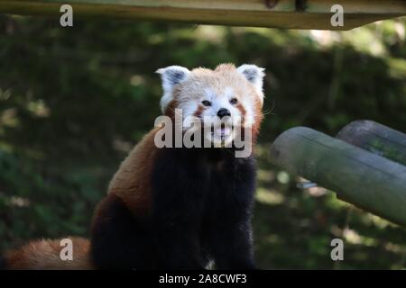 Female Red Panda, Yasmin (Ailurus fulgens) Stock Photo