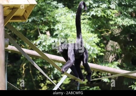 Male Colombian Spider Monkey, Chester (Ateles fusciceps rufiventris) Stock Photo